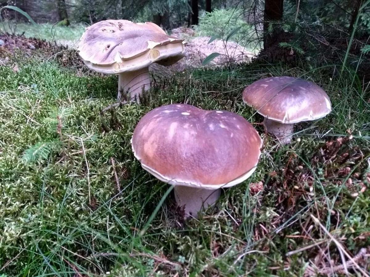 Chalupa Medenecka Kovarska Bagian luar foto